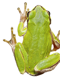 https://www.rowleyproperties.com/wp-content/uploads/2020/10/flourish-frog.png
